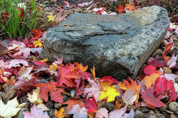 Maple Poster featuring the photograph Fall Maple Leaves by Rock in Garden Backyard by David Gn