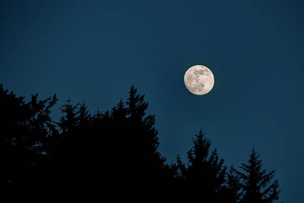 Landscape Poster featuring the photograph Fall Moon Over The Tree Tops by Kristina Rinell