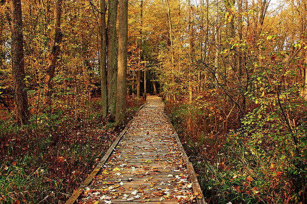 Boardwalk Poster featuring the photograph Fall Walk by Debbie Oppermann