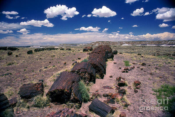 Petrified Tree Debris Poster featuring the photograph Fallen Petrified Tree in Petrified Forest National Park by Wernher Krutein