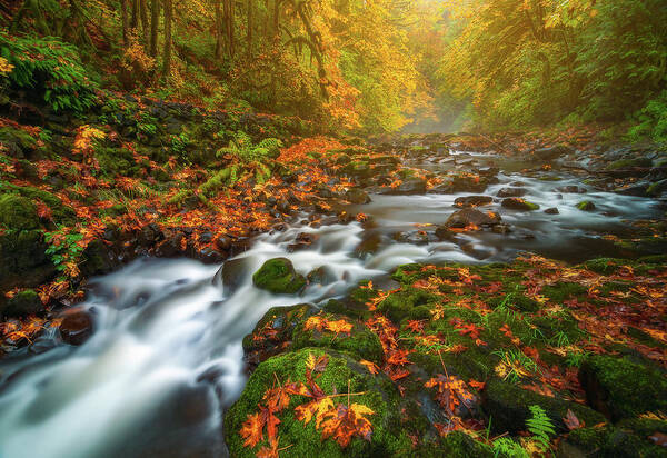 Fall Colors Poster featuring the photograph Fantasies of Fall by Darren White