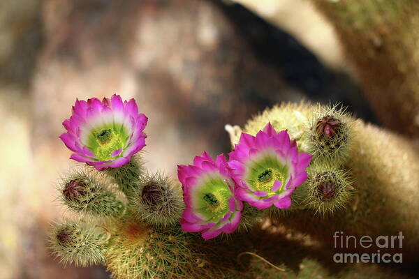 Cacti Poster featuring the photograph Fascinating Beauty by Christiane Schulze Art And Photography