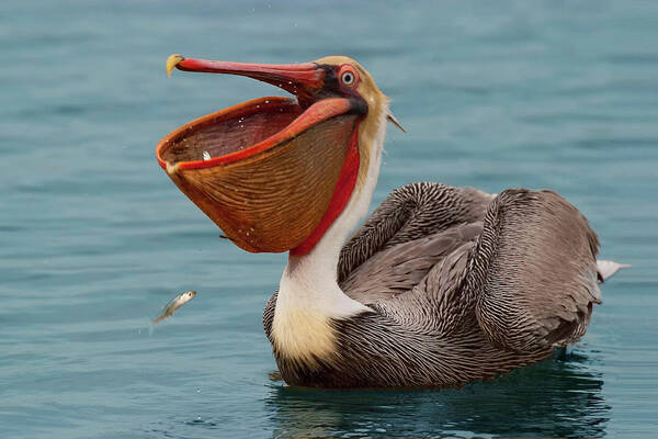 California Brown Pelican Poster featuring the photograph Feasting Brown Pelican by Ram Vasudev