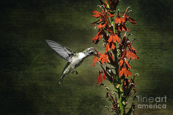 Hummingbird Poster featuring the photograph Feasting by Judy Wolinsky