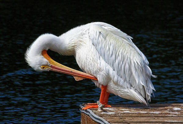 American White Pelican Poster featuring the photograph Feather Check by HH Photography of Florida