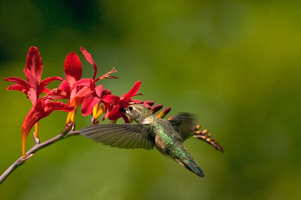 Floral Poster featuring the photograph Feeding Hummer by Randall Ingalls