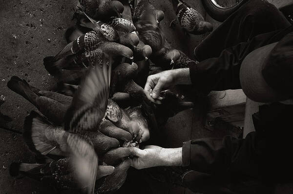  Phenicie Poster featuring the photograph Feeding the Pigeons by James David Phenicie