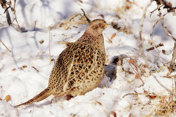 Bird Poster featuring the photograph Female Ring Necked Pheasant by Alyce Taylor