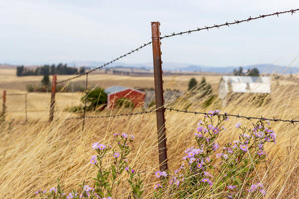 Wild Flowers Fence Line Barbwire Weeds Farm Rusty Metal Post Poster featuring the photograph Fence Line Flowers by Brad Stinson