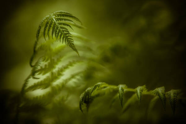 Fern Poster featuring the photograph Fern Encounter by Chris Bordeleau