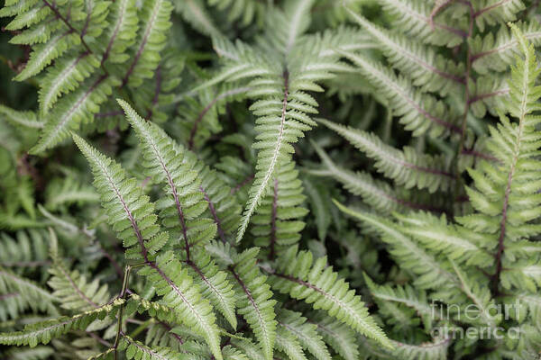 Fern Poster featuring the photograph Fern by Eva Lechner