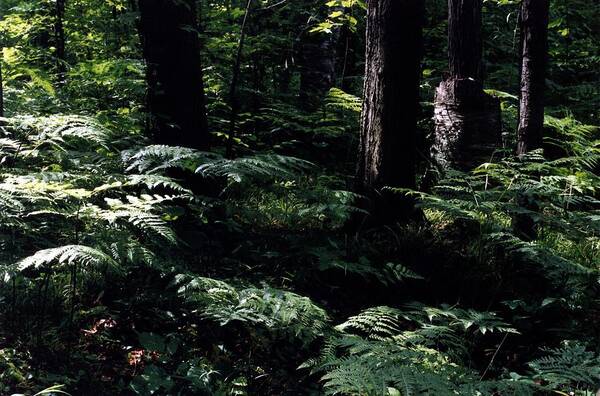 Forest Poster featuring the photograph Ferns in the Forest WC by Lyle Crump