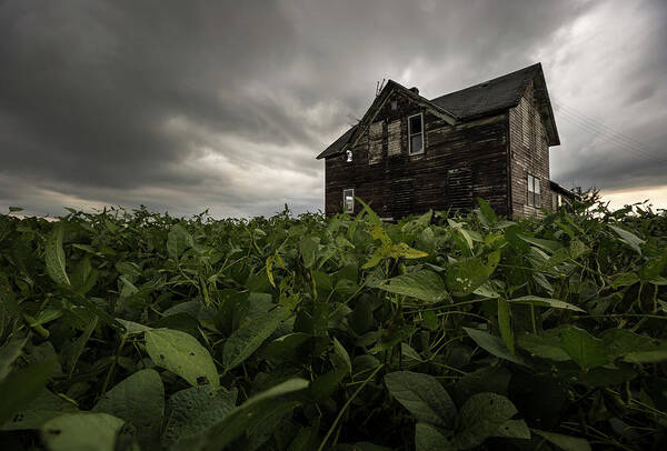 Centerville Poster featuring the photograph Field of beans/dreams by Aaron J Groen
