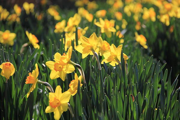 Daffodil Poster featuring the photograph Field of Daffodils by Angela Murdock