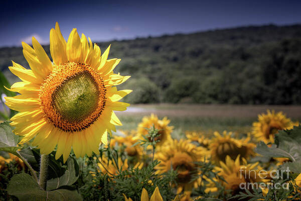 Field Of Sunflowers Poster featuring the photograph Field of Sunflowers by Jim DeLillo