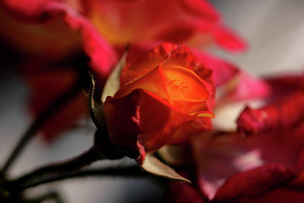 Rose Flower Bokeh Red Orange Flame Poster featuring the photograph FieryRose by Ian Sanders