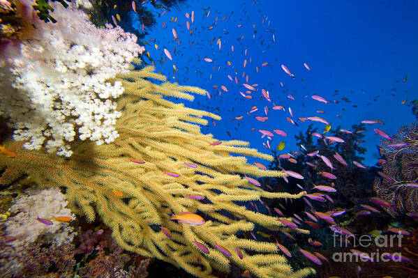 Alcyonarian Poster featuring the photograph Fijian Reef Scene by Dave Fleetham - Printscapes