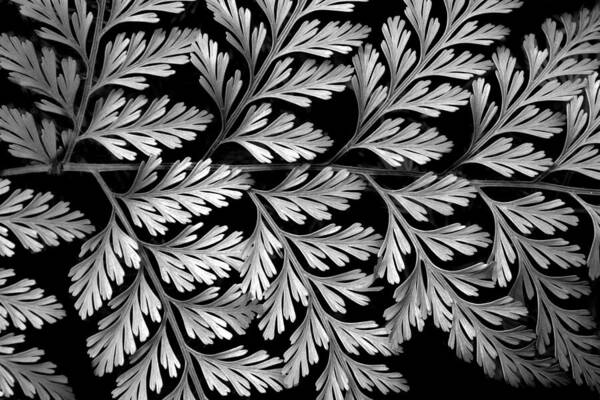 Fern Poster featuring the photograph Filigree Fern by Jessica Jenney