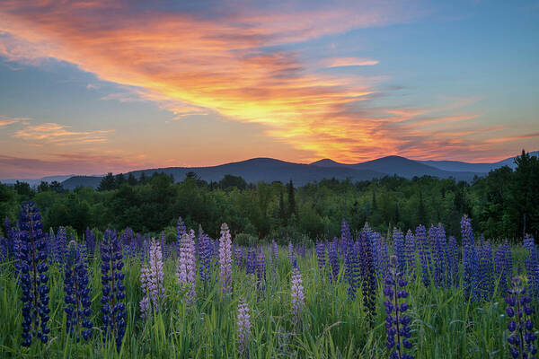 #sunrise#lupines#sugarhill#newhampshire#landscape#field#mountain Poster featuring the photograph Fire in the Sky by Darylann Leonard Photography