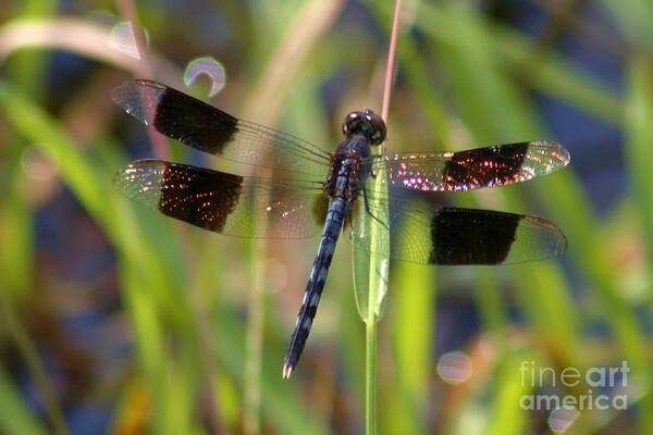 Dragonfly Poster featuring the photograph Fire Wing Dragon by Robert Wilder Jr