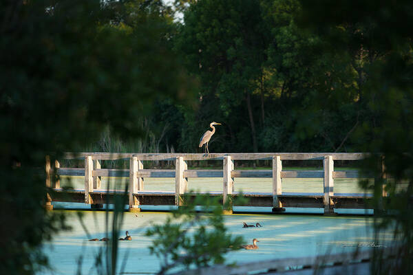 Great Blue Heron Poster featuring the photograph First Glimpse Great Blue Heron by Ed Peterson