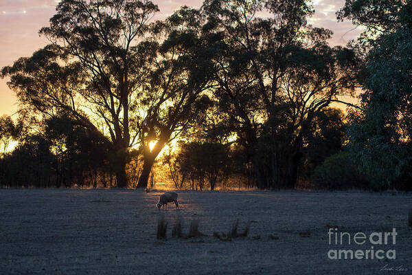 Farm Poster featuring the photograph First Light by Linda Lees