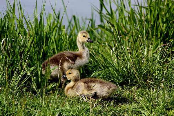 Baby Geese Poster featuring the photograph First of Spring by Nick Gustafson