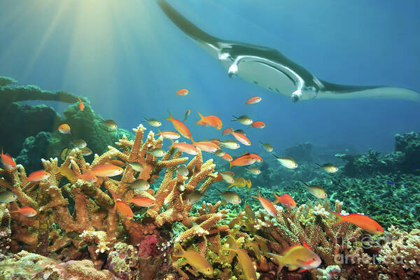 Reef Poster featuring the photograph Fishes and manta ray by MotHaiBaPhoto Prints