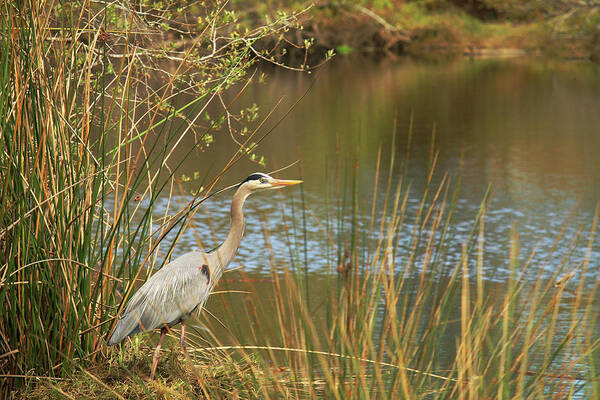 Heron Poster featuring the photograph Fishing Oceano Lagoon by Art Block Collections
