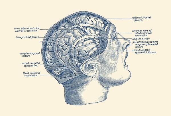 Brain Poster featuring the drawing Fissure Focused Brain Diagram - Vintage Anatomy by Vintage Anatomy Prints