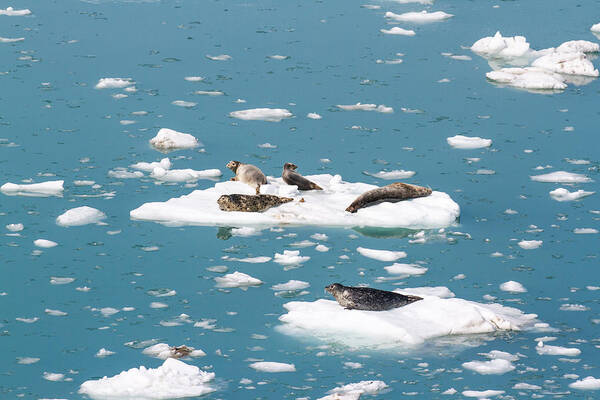 Harbor Seal Poster featuring the photograph Five Habor Seals on Ice Flows by Allan Levin
