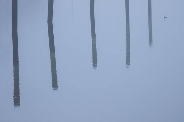 Fog Across The Harbor Poster featuring the photograph Five Poles And A Duck by Karol Livote