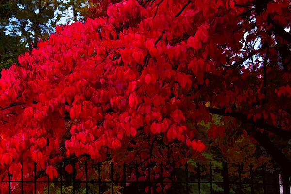 Susan Vineyard Poster featuring the photograph Flames of Autumn by Susan Vineyard