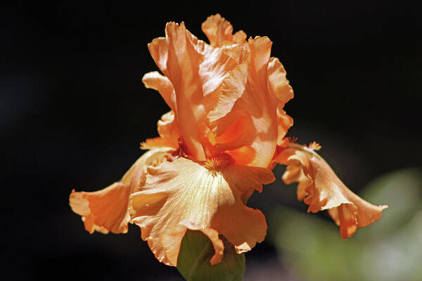 Iris Poster featuring the photograph Flaming Floral by Deborah Crew-Johnson