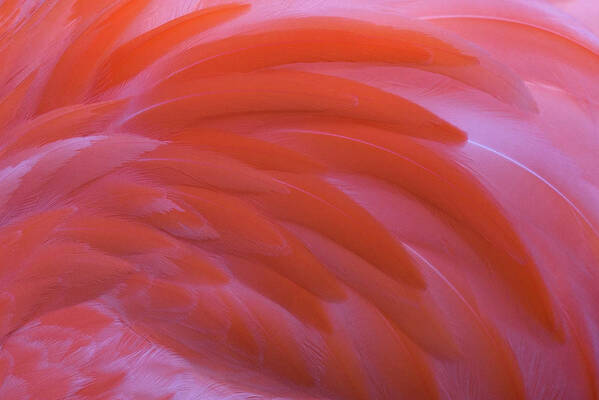 Flamingo Flow Poster featuring the photograph Flamingo Flow 3 by Michael Hubley