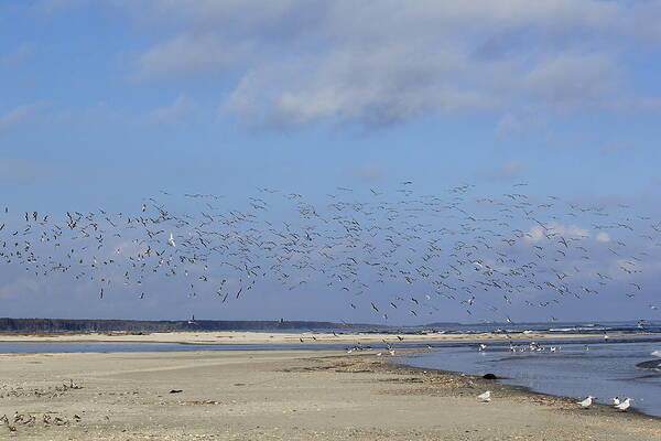 Seaside Poster featuring the photograph Flight by Tammy Schneider