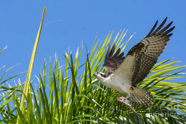 Osprey Poster featuring the photograph Flight Through The Palms by Quinn Sedam