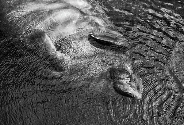 Manatee Poster featuring the photograph Floating Manatee by Louise Lindsay