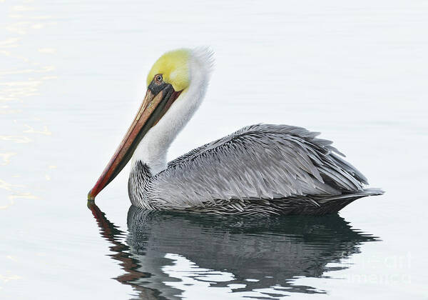 Animal Poster featuring the photograph Floating Pelican by Alice Cahill