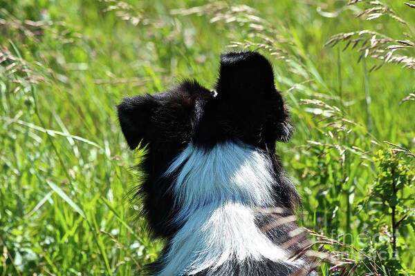 Border Collie Poster featuring the photograph Floppy Ear by Ann E Robson