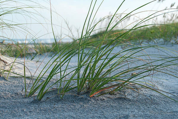  Poster featuring the photograph Florida Beach Grass by Mark Dahmke