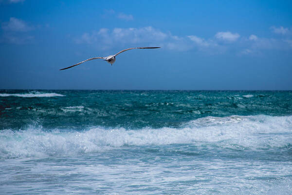 Florida Poster featuring the photograph Florida Seagull in Flight by Jason Moynihan