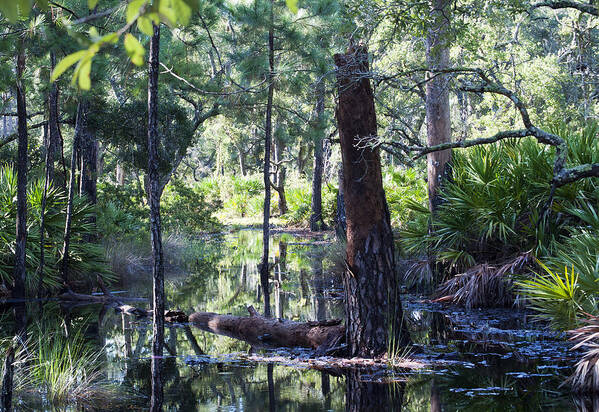 Nature Poster featuring the photograph Florida Swamp by Kenneth Albin
