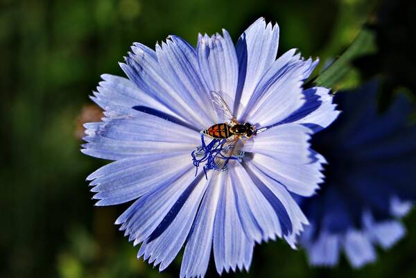 Blue Poster featuring the photograph Flower and Bee 2 by Joe Faherty