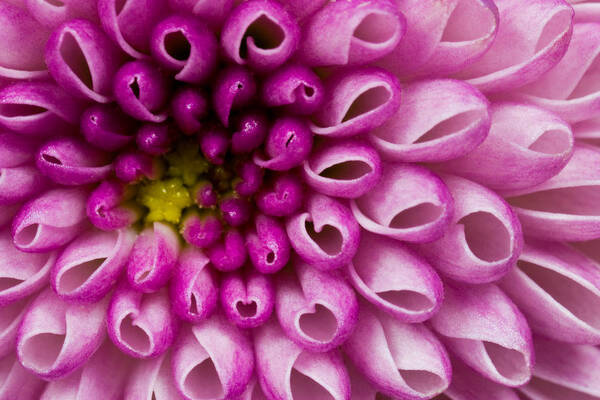 Flower Purple Poster featuring the photograph Flower No. 4 by Andrew Giovinazzo