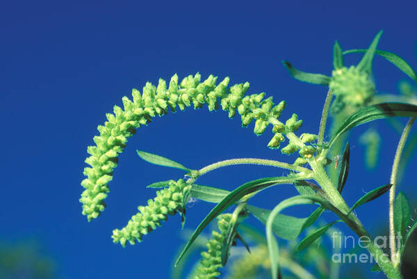 Plant Poster featuring the photograph Flower Of Common Ragweed by John Kaprielian