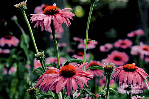 Floral Photograph Poster featuring the photograph Flower Power by Tom Prendergast