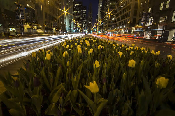 Chicago Poster featuring the photograph Flowers at night on Chicago's Mag Mile by Sven Brogren