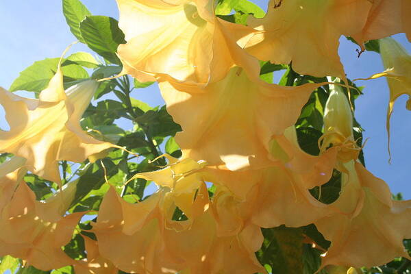 Beautiful California Horticulture Poster featuring the photograph Flowers in the California Sun by Carrie Maurer