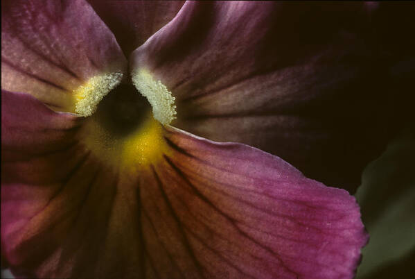 Pansy Poster featuring the photograph Flowerscape Pansy One by Laura Davis